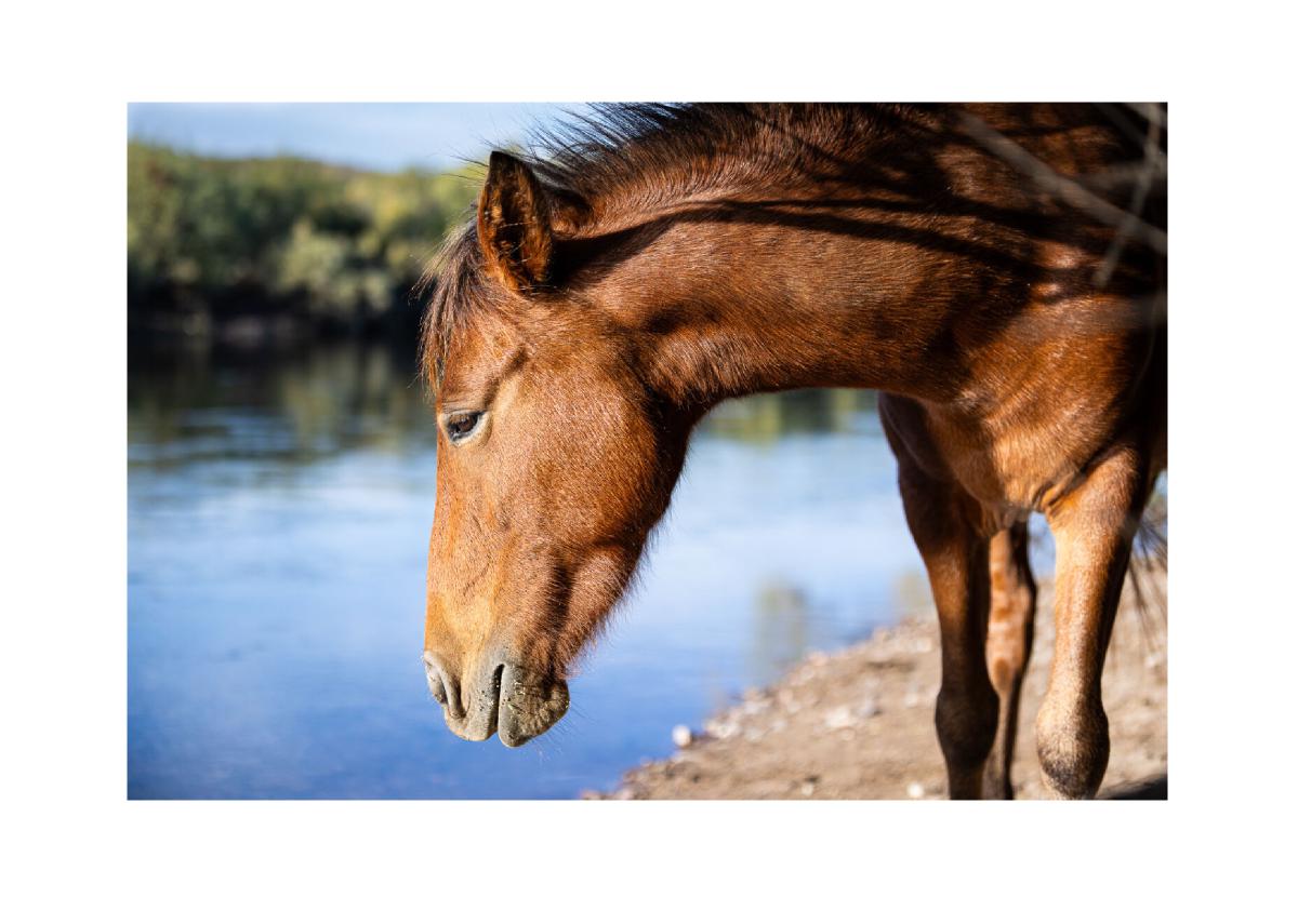 Wild Horse by the River