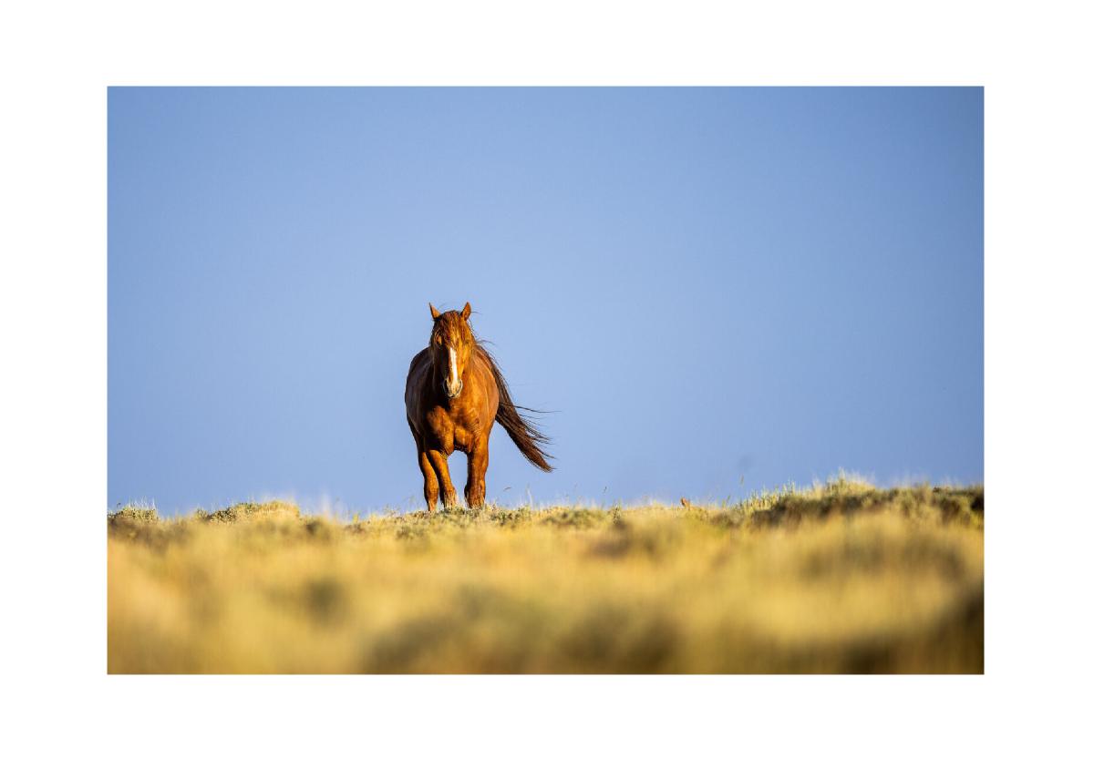 Chestnut Mustang on the Horizon