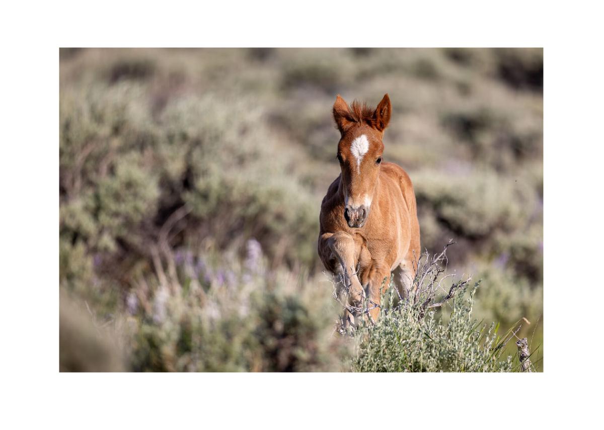 Wild Foal in Sagebrush