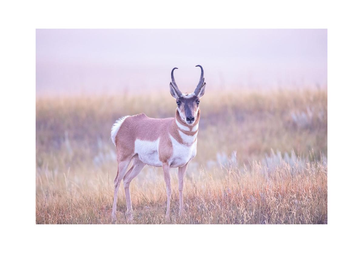 Pronghorn in Morning Light