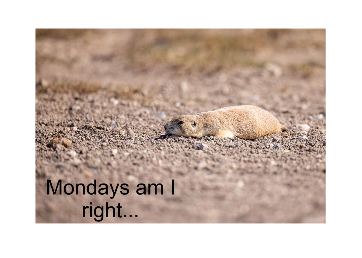 Prairie Dog Splooting in the Sun