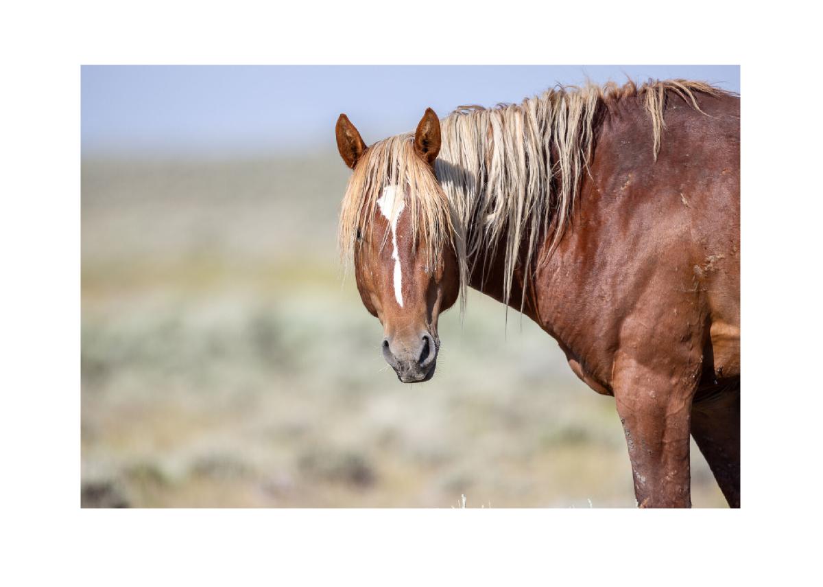 Wild Mustang with Windswept Mane