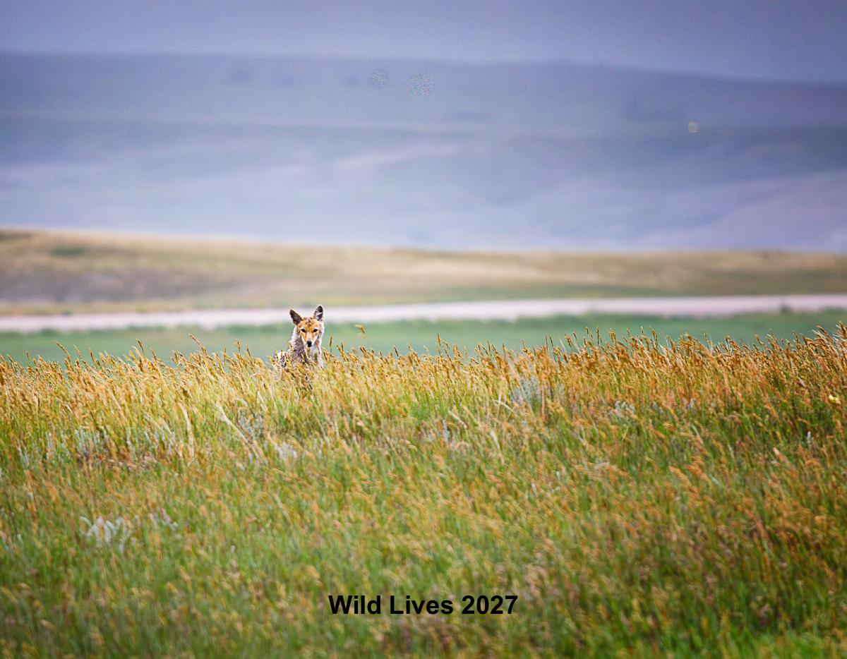 Wild Lives 2027