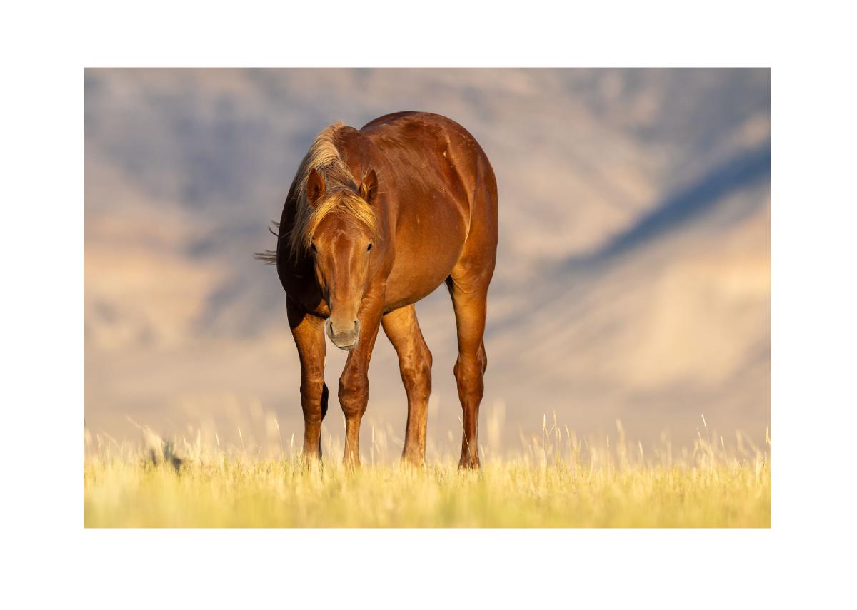 Chestnut Mustang in Golden Light