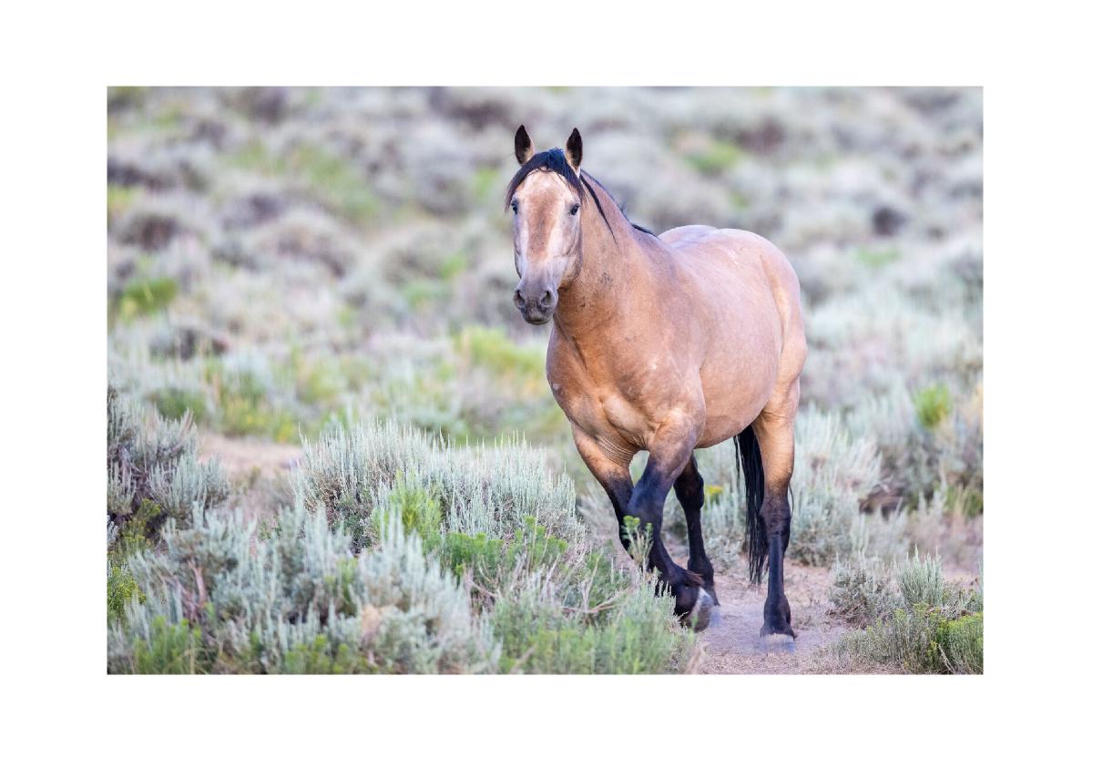 Buckskin Mustang in Sagebrush