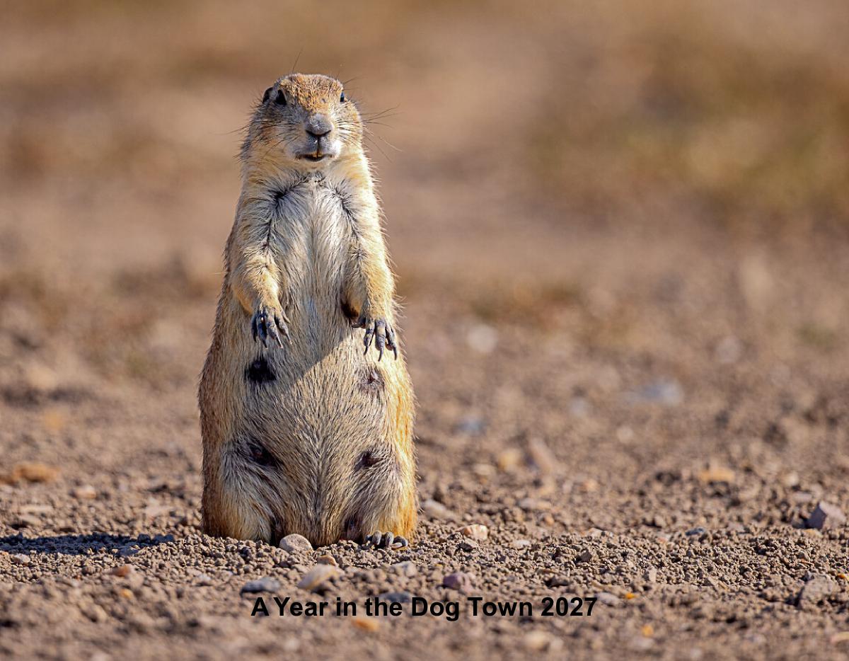 A Year in the Dog Town 2027