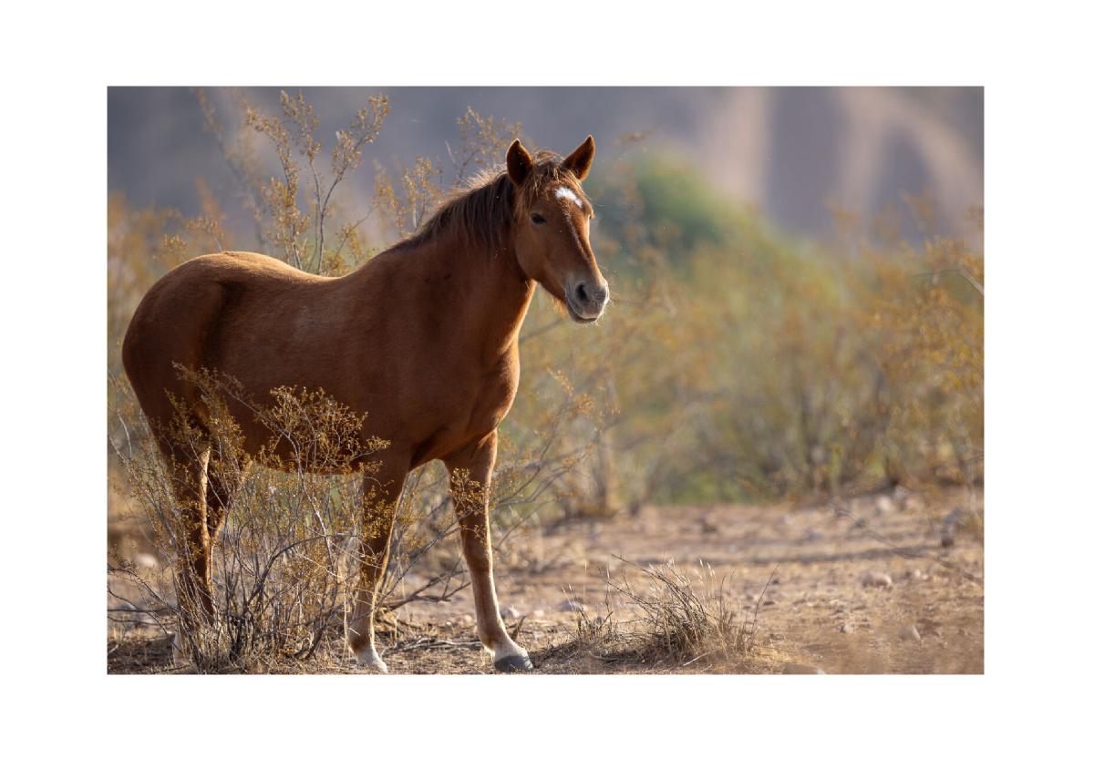 Young Wild Horse in Desert Light