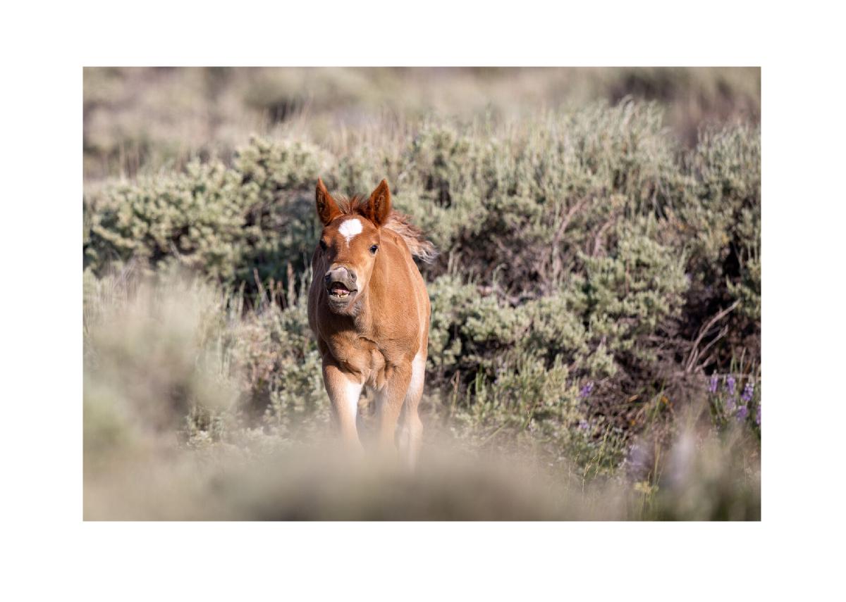 Playful Wild Foal in Sagebrush