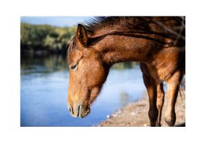 Wild Horse by the River