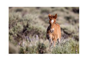 Wild Foal in Sagebrush