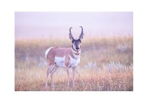 Pronghorn in Morning Light