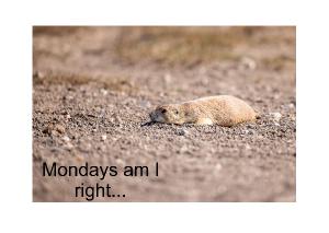 Prairie Dog Splooting in the Sun