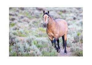 Buckskin Mustang in Sagebrush