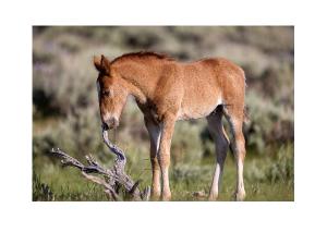 Curious Wild Foal