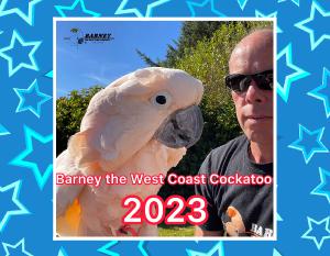 Barney The West Coast Cockatoo 2023