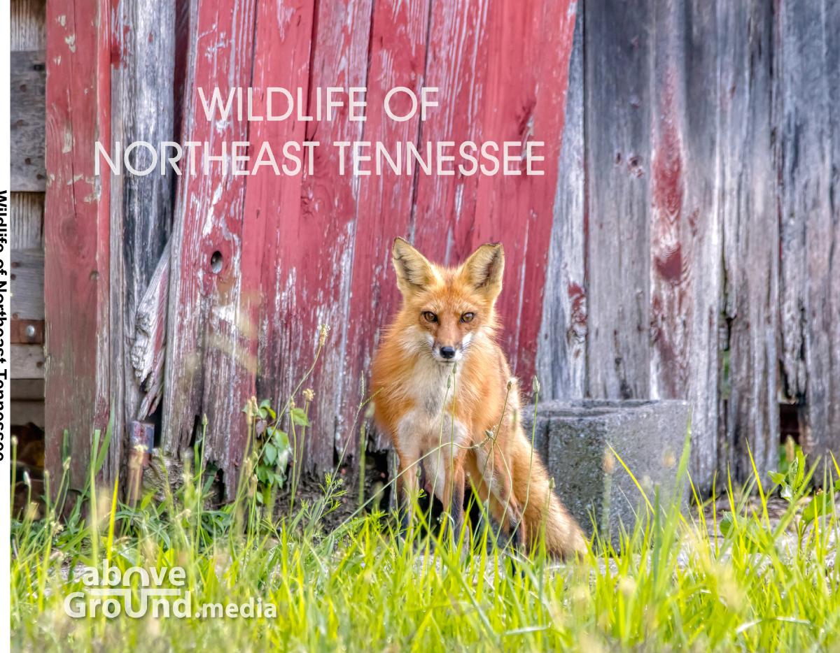 Wildlife of Northeast Tennessee Photobook