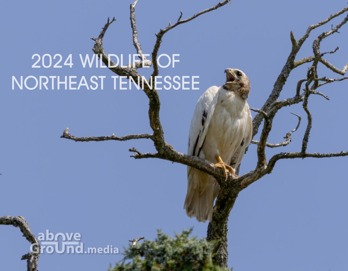 2024 Wildlife of Northeast Tennessee Calendar