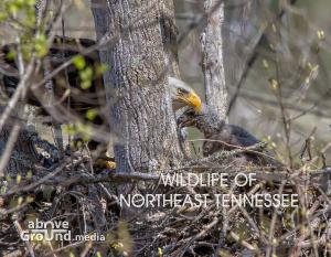 2023 Wildlife of Northeast Tennessee Calendar