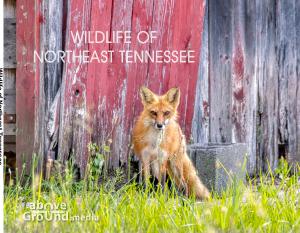Wildlife of Northeast Tennessee Photobook