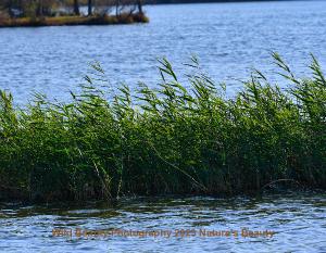 wildbeautyphotos