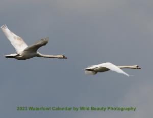 wildbeautyphotos