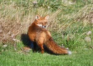 wildbeautyphotos