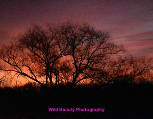 wildbeautyphotos