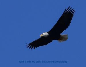 wildbeautyphotos