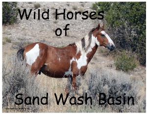 Sand Wash Basin Wild Horses 2021