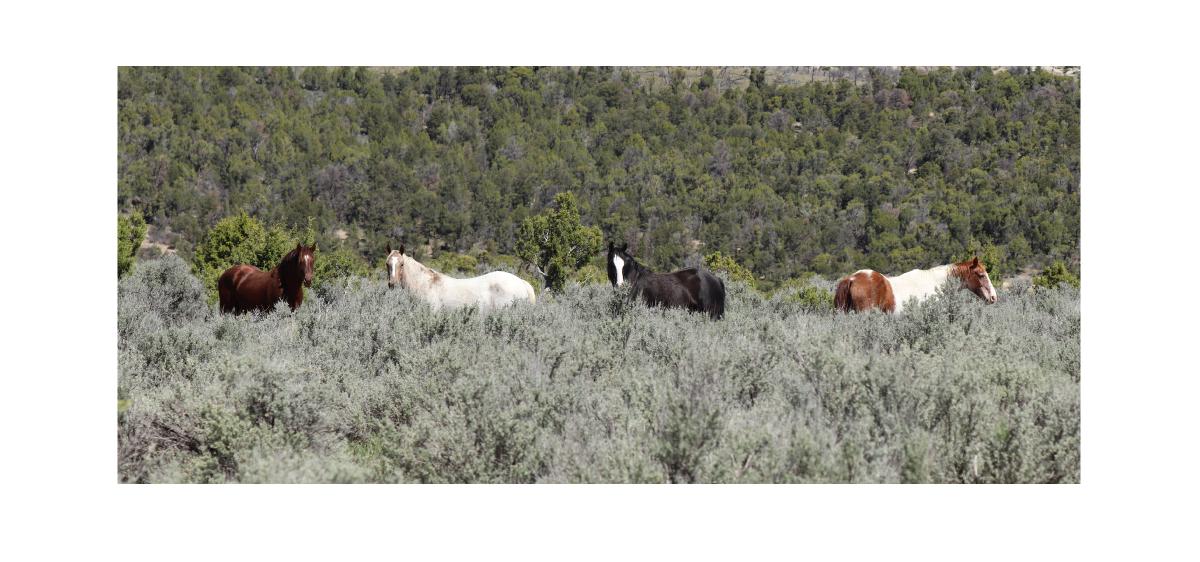 20274 desk calendar wild horses