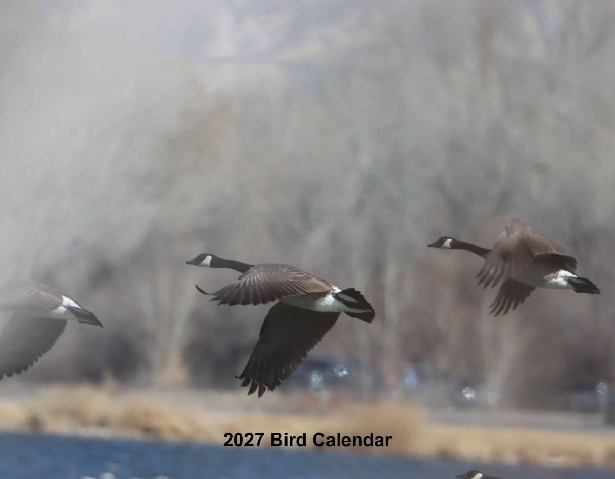 Birds
