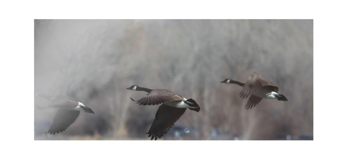 Birds Desk Calendar