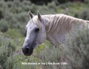 Little Book Cliffs Wild Mustangs