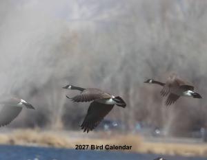 Birds