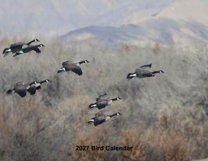 Birds