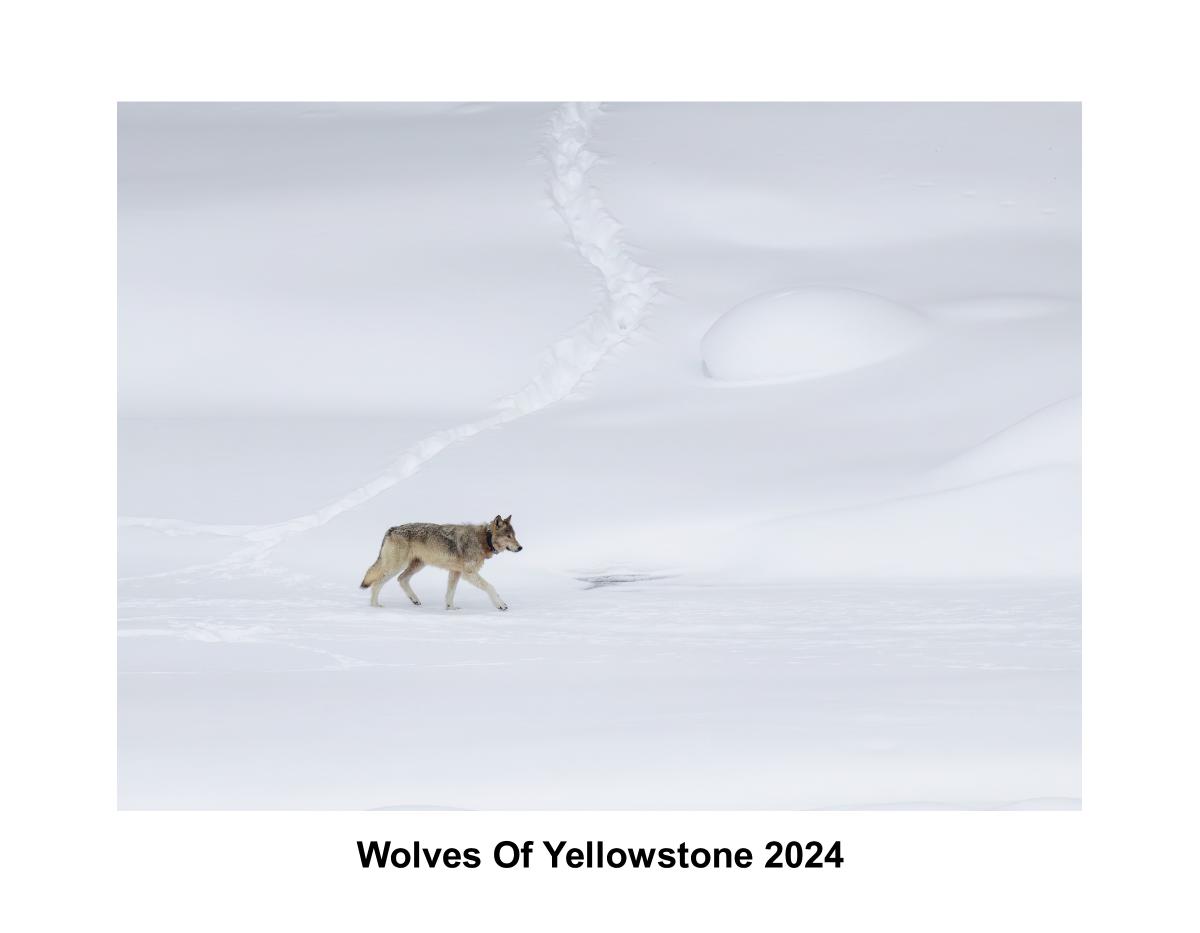 Yellowstone Wolves 2024