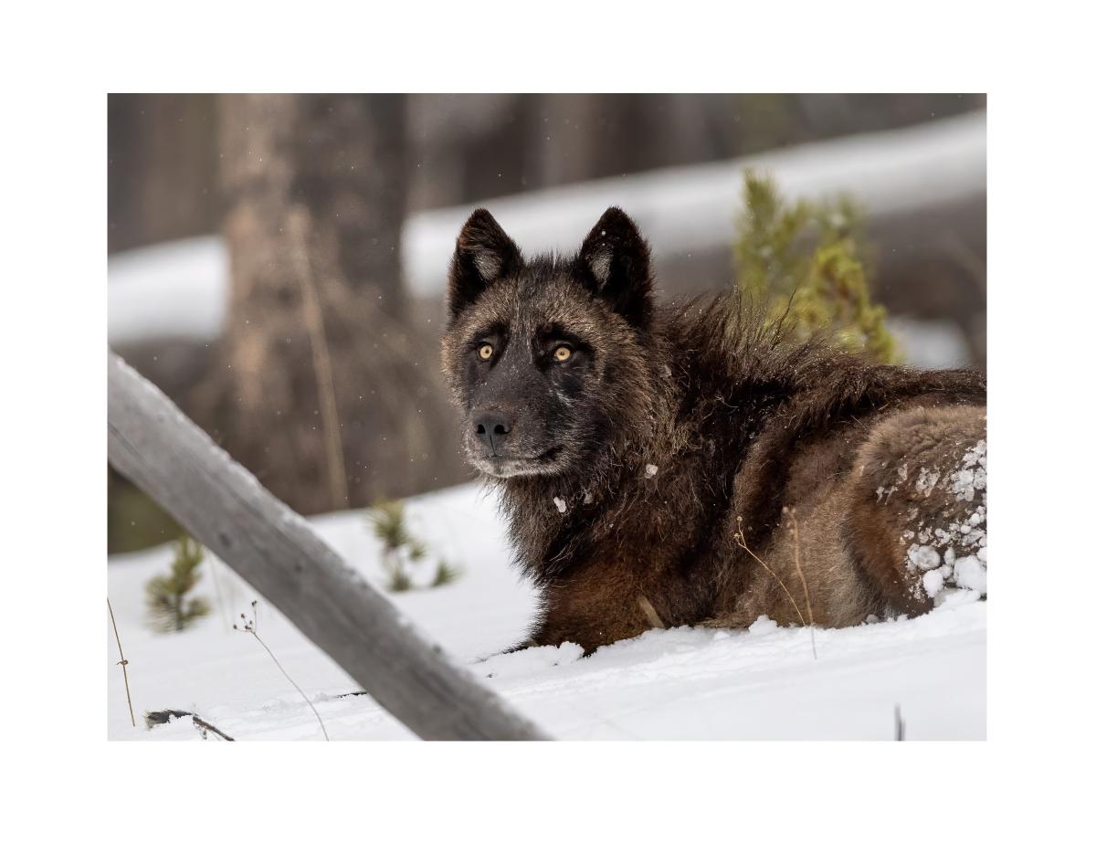 Winter Wolves 2025