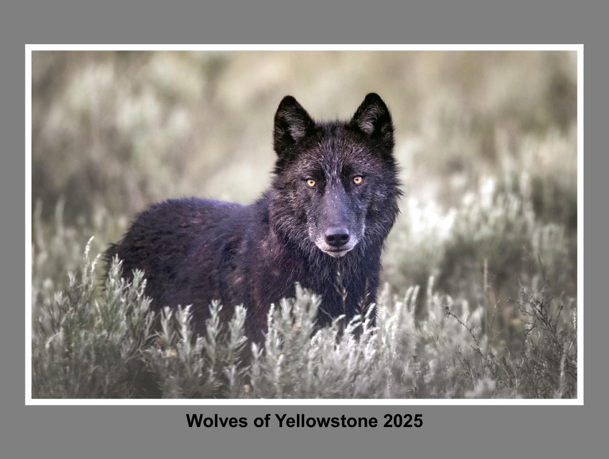 Wolves of Yellowstone 2025