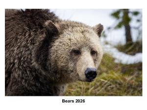 Bears 2026