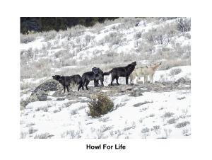 Wolves of Yellowstone Calendar 2023