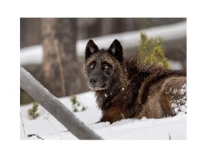 Winter Wolves 2025