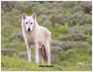 Wolves - Wild Wapiti 2022
