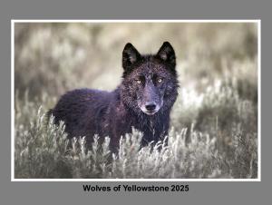 Wolves of Yellowstone 2025