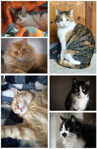 Cats I Know Notebook 1