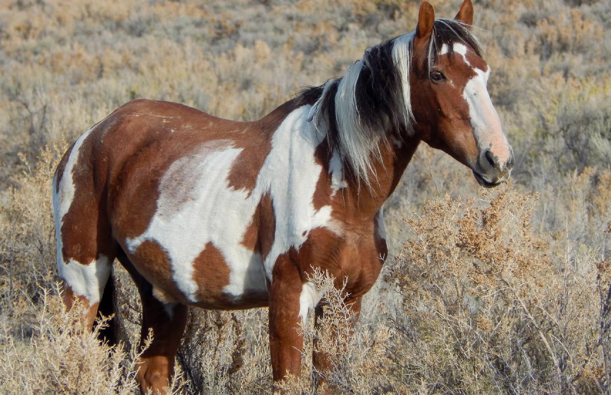 Picasso Stallion of Sand Wash Basin