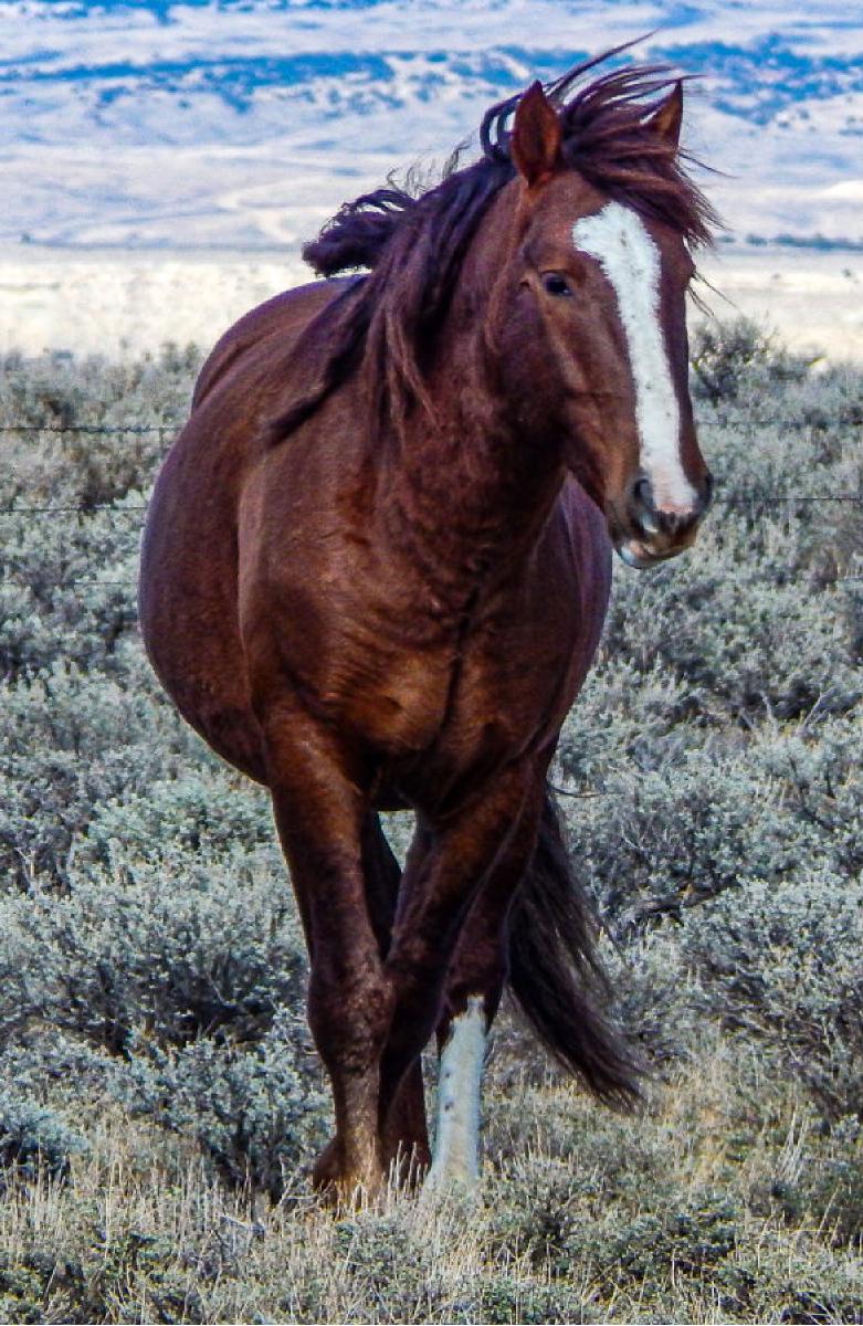 Stallion of Sand Wash Basin Notebook