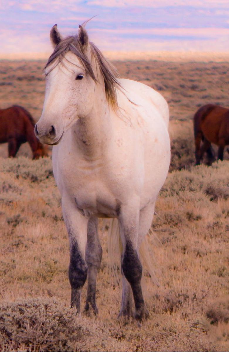 Sand Wash Basin Stallion Notebook