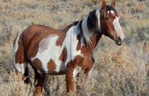 Picasso Stallion of Sand Wash Basin