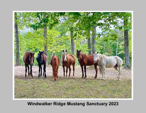windwalkerridgemustangs
