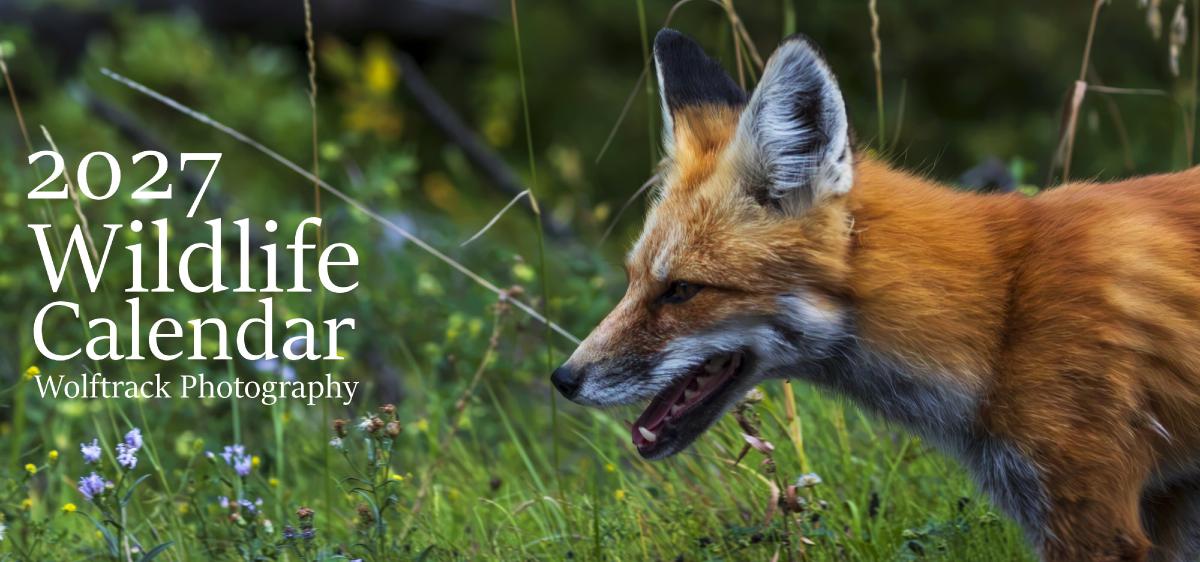 2027 - Wildlife Desk Calendar